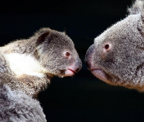 Misie, Koala