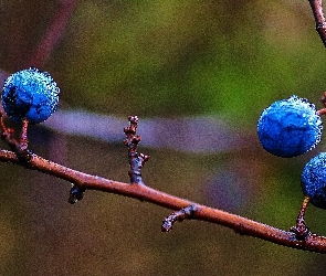 Jagody, Rosa, Krople, Gałązki