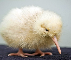 Pisklak, Kiwi