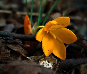 Żółty, Krokus