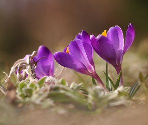 Fioletowe, Kwiaty, Wiosna, Krokusy