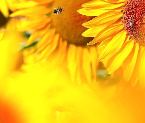 Słoneczniki, Rozmycie, Zbliżenie, Pszczoły