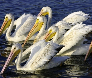 Pelikany, Woda