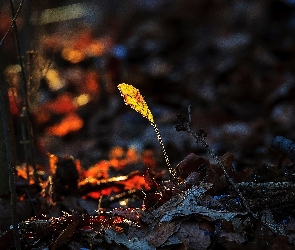 Listek, Patyki, Żółty