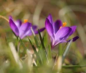 Wiosna, Kwiat, Fioletowy, Krokus