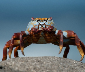 Krab, Kamień