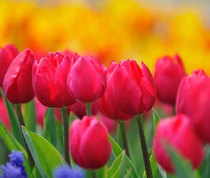 Różowe, Tulipany