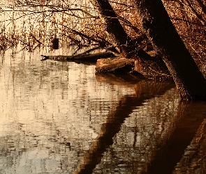 Trzcina, Drzewa, Jezioro, Brzeg