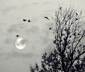Księżyc, Ptaki, Drzewa