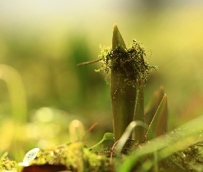 Tulipanów, Mech, Liście