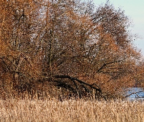 Jezioro, Trawy, Drzewa