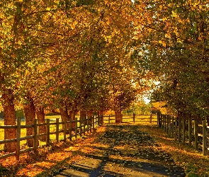 Jesień, Światło, Ogrodzenie, Droga, Drzewa, Liście