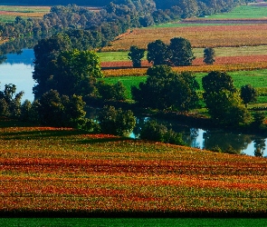 Rzeka, Jesień, Drzewa, Pola