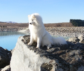 widok, Samojed