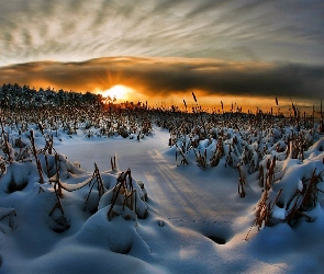 Śnieg, Szuwary, Zachód, Słońca