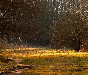 Ścieżka, Przedwiośnie, Trawa, Drzewa, Dróżka