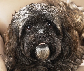 Shih tzu, Kanapa, Pies