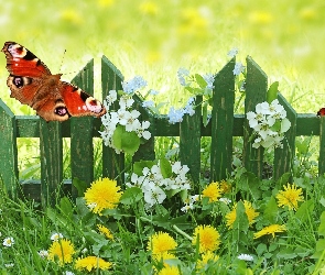 Motylek, Wiosna, Łąka, Kwiaty, Płotek