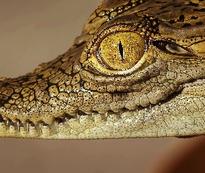 Krokodyl, Oko, Głowa