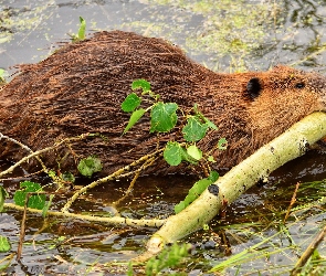 Bóbr, Woda, Gałąź