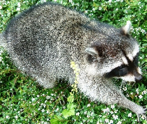 Szop, Zieleń