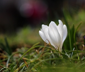 Biały, Kwiat, Krokus