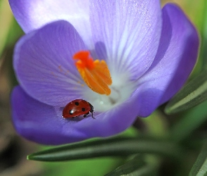 Fioletowy, Wiosna, Kwiat, Krokus, Biedronka