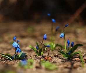 Cebulice Syberyjskie, Kwiaty, Niebieskie