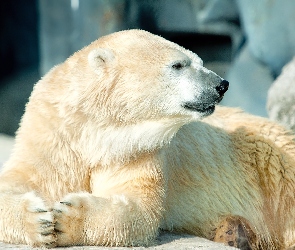 Niedzwiedz, Skały, Polarny