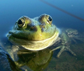 Żaba, Woda