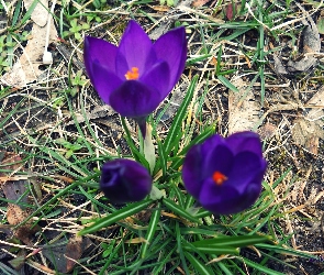Krokus, Fiolet
