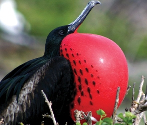 Fregata