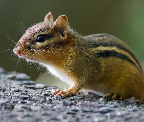 Chipmunk, Skała, Ziemna, Wiewiórka