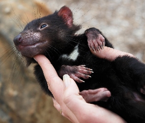 Diabeł Tasmański, Dłoń