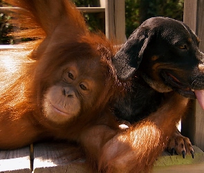 Pies, Przyjaciele, Orangutan