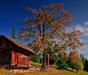 Góry, Jesień, Drzewa, Domek