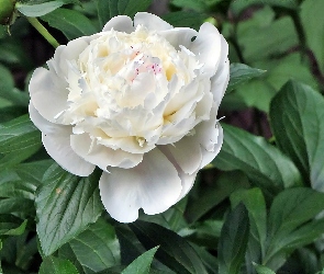 Biała, Piwonia