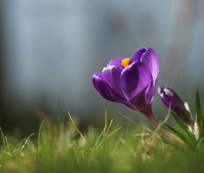 Wiosna, Kwiat, Fioletowy, Krokus