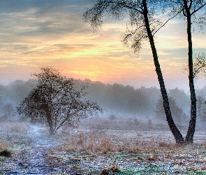 Trawy, Suche, Mgła, Drzewa