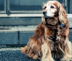 Cocker Spaniel, Ulica, Pies