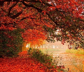 Rzeka, Jesień, Kolorowe, Liście, Drzewa