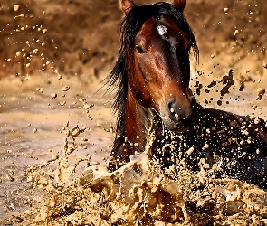 Rozbryzgująca, Woda, Koń
