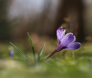 Wiosna, Kwiat, Fioletowy, Krokus