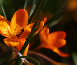 Żółty, Wiosna, Kwiat, Krokus, Osa
