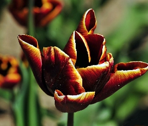 Tulipany, Rozmycie