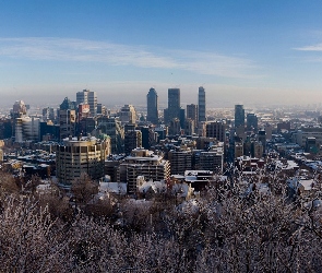 Drzewa, Miasto, Kanada, Montreal