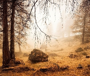 Kamienie, Mgła, Las
