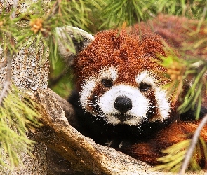 Czerwona, Pandka ruda, Panda