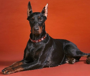 Doberman, Obroża