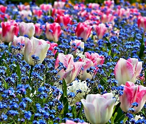 Wiosna, Niezapominajki, Tulipany, Ogród